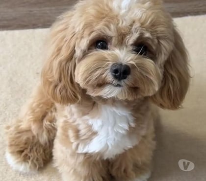 Mascotas en Venta Puerto Montt Llanquihue - Fotos de Maltipo cachorros miniatura