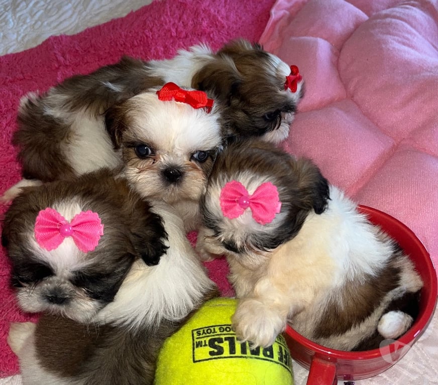Gatos en Venta Santiago Maipú - Fotos de Vendo Shih Tzu - Shitzu