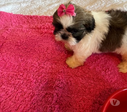 Perros en Venta Maipú Santiago - Fotos de Vendo Shih Tzu - Shitzu