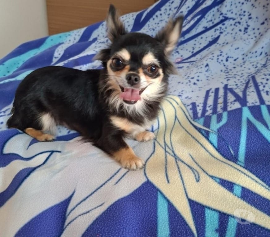 Gatos en Venta Maipo Buin - Fotos de Chihiahua hembra cabeza de manzana pelo largo