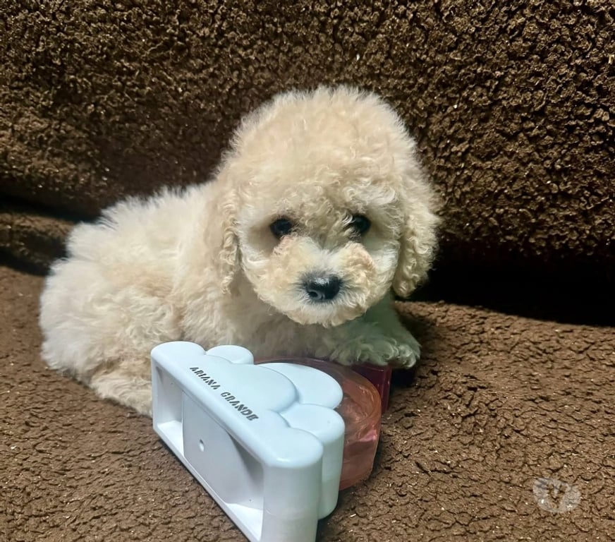 Gatos en Venta Santiago Santiago - Fotos de Cachorros Poodle toy