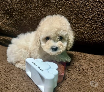 Gatos en Venta Santiago Santiago - Fotos de Cachorros Poodle toy