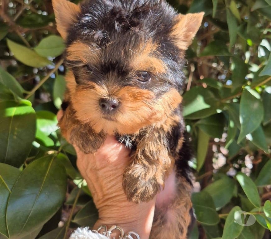 Gatos en Venta Santiago Santiago - Fotos de Cachorritos Yorkshire terrier