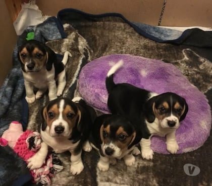 Venta de Mascotas Santiago Santiago - Fotos de Cachorritos beagles