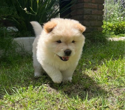 Venta de Mascotas Santiago Santiago - Fotos de Cachorritos Chow Chow