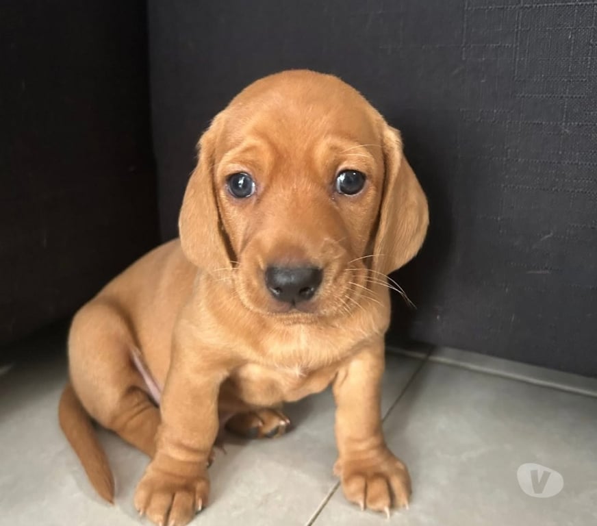 Gatos en Venta Santiago Santiago - Fotos de Cachorritos salchicha