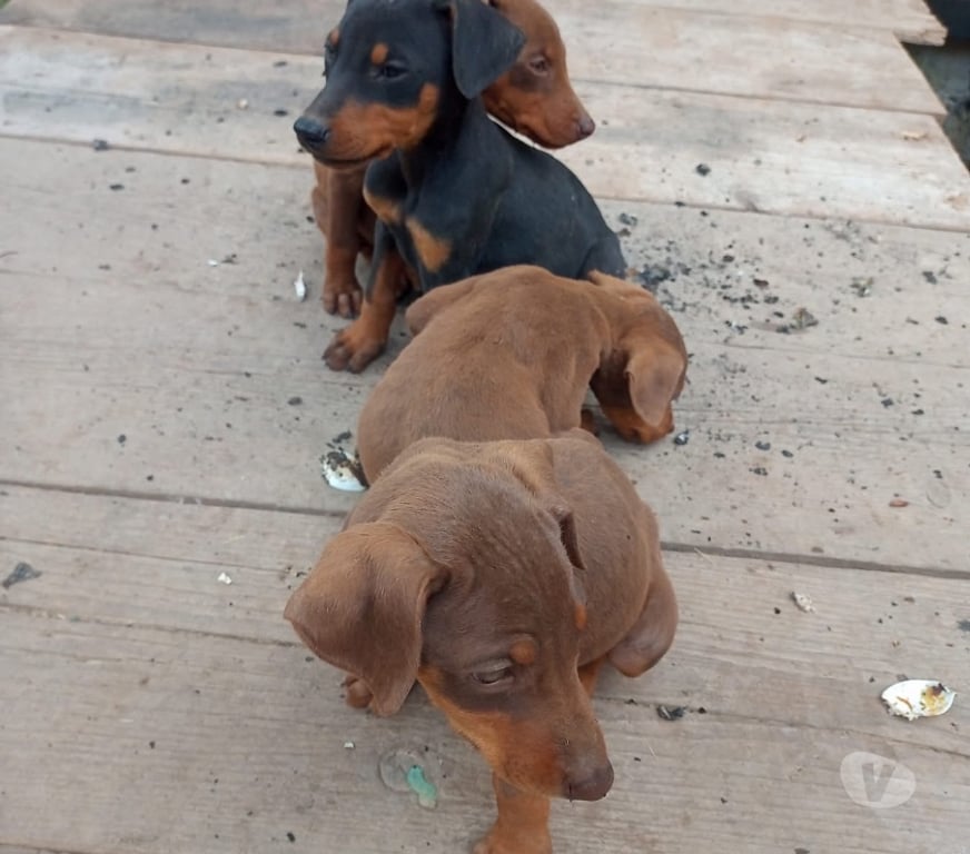 Gatos en Venta Santiago Santiago - Fotos de Cachorritos doberman