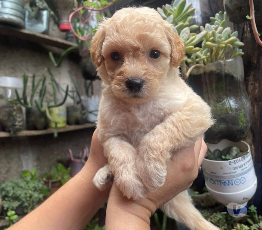 Gatos en Venta Concepción Concepción - Fotos de Cachorros Poodle toy