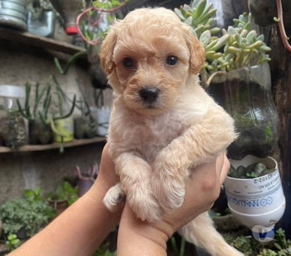 Venta de Mascotas Concepción Concepción - Fotos de Cachorros Poodle toy