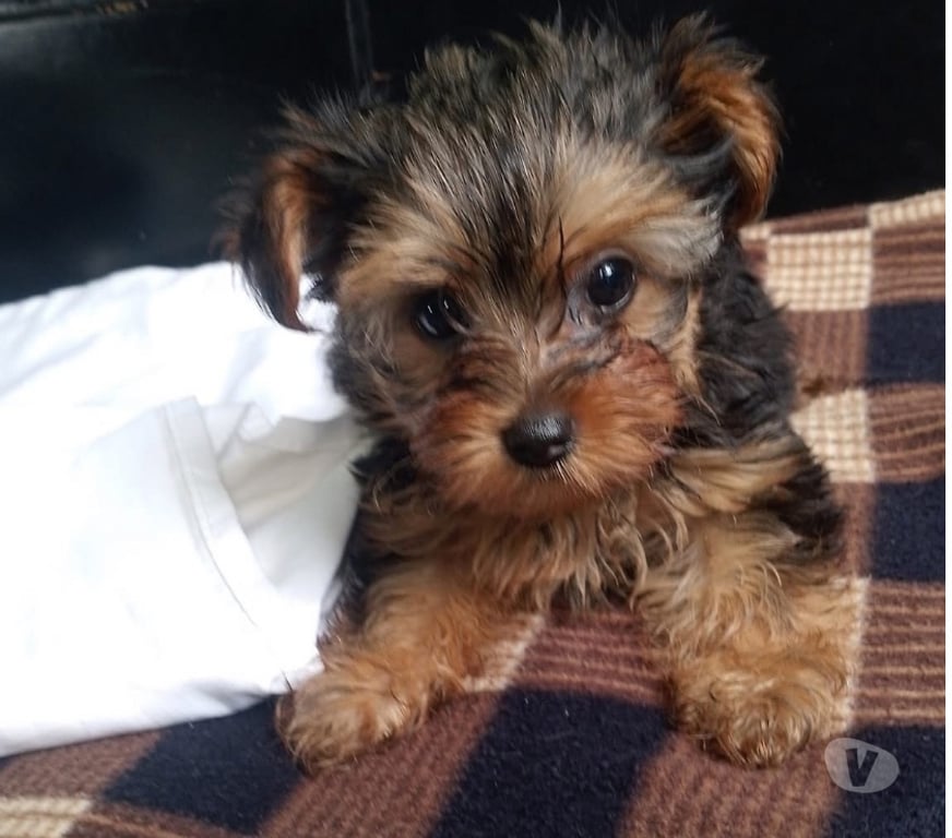 Gatos en Venta Concepción Concepción - Fotos de Cachorritos Yorkshire