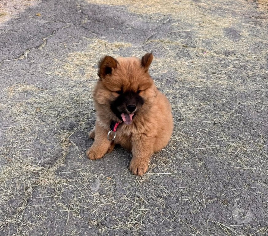 Gatos en Venta Concepción Concepción - Fotos de Cachorritos Chow Chow