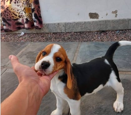 Venta de Mascotas Concepción Concepción - Fotos de Cachorritos beagles