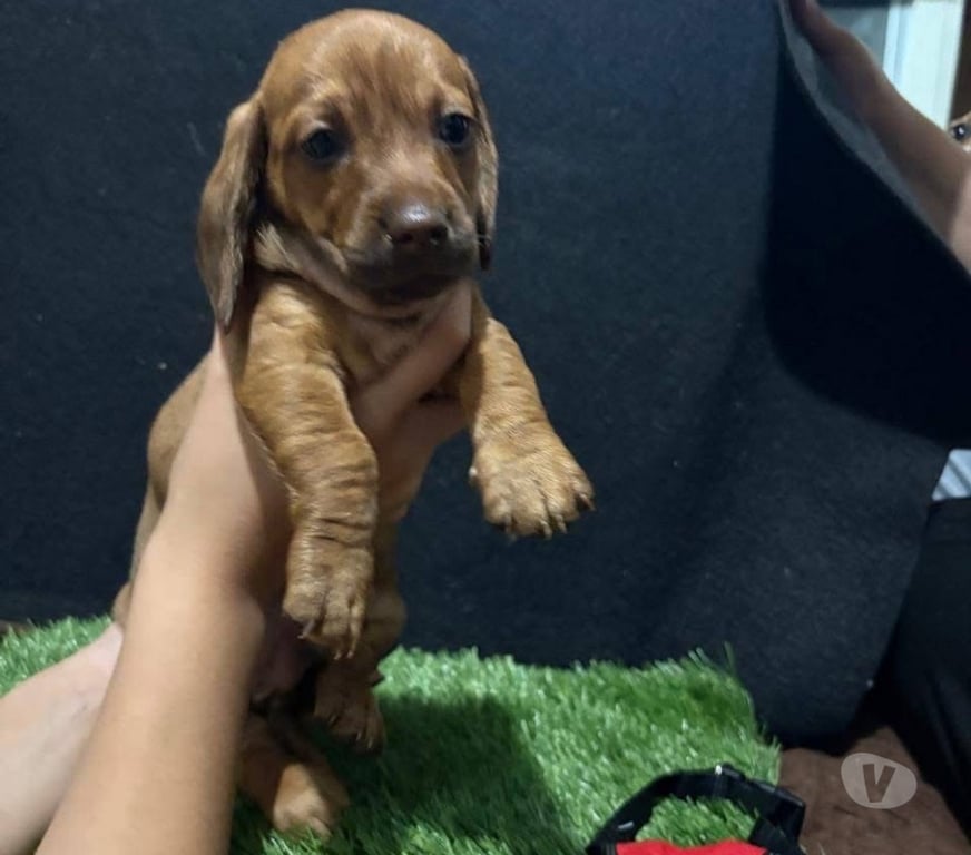 Gatos en Venta Concepción Concepción - Fotos de Cachorritos salchicha