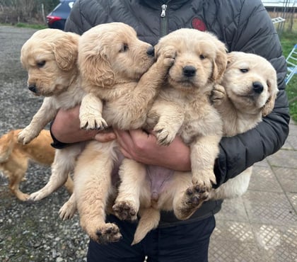 Mascotas en Venta Concepción Concepción - Fotos de Cachorritos golden retriever