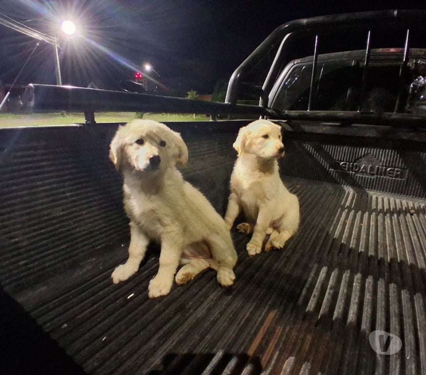 Gatos en Venta Llanquihue Puerto Montt - Fotos de Golden cachorros