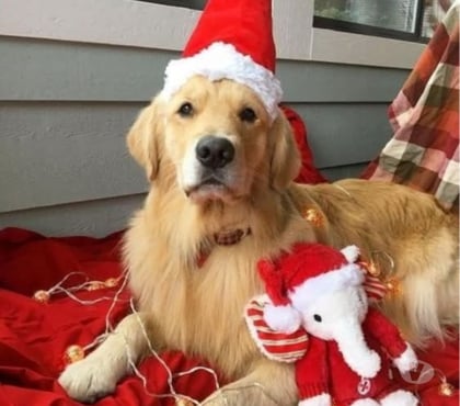 Mascotas en Venta Puerto Montt Llanquihue - Fotos de Golden cachorros