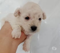 Cachorros Poodle toy