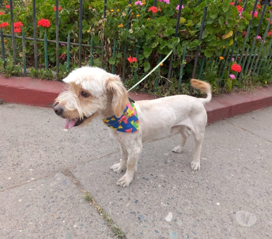 Adopción ed Animales Santiago Estación Central - Fotos de Perrito macho pequeño busca hogar