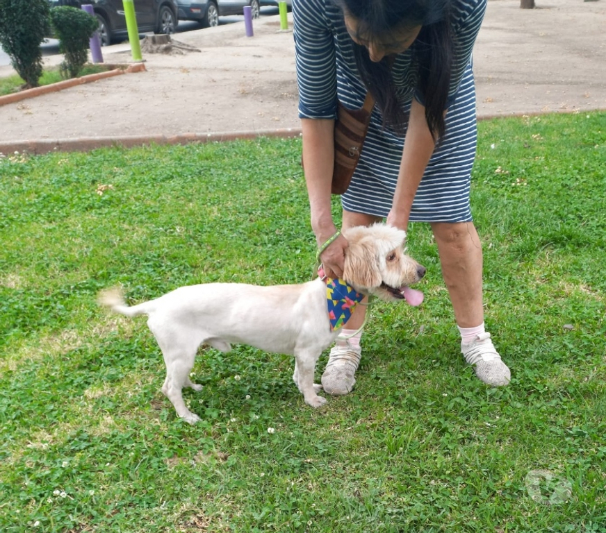 Adopción ed Animales Santiago Estación Central - Fotos de Perrito macho pequeño busca hogar