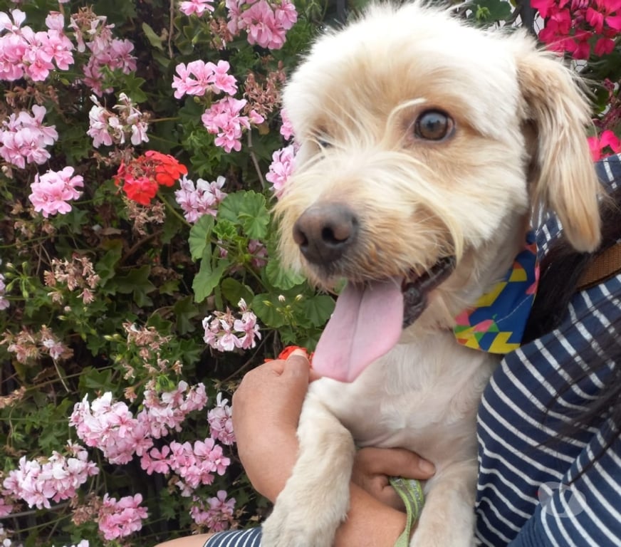 Adopción ed Animales Santiago Estación Central - Fotos de Perrito macho pequeño busca hogar