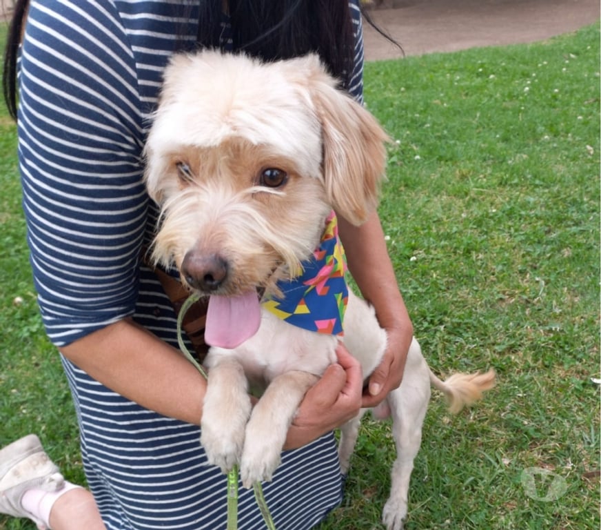 Adopción ed Animales Santiago Estación Central - Fotos de Perrito macho pequeño busca hogar