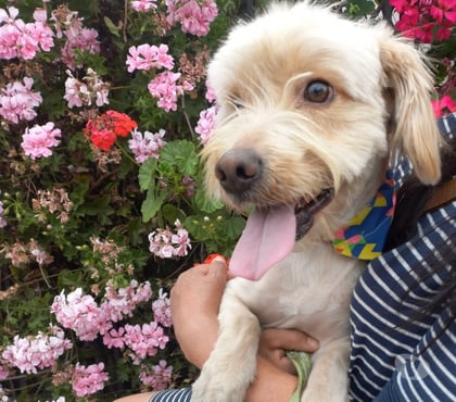 Adopción ed Animales Estación Central Santiago - Fotos de Perrito macho pequeño busca hogar