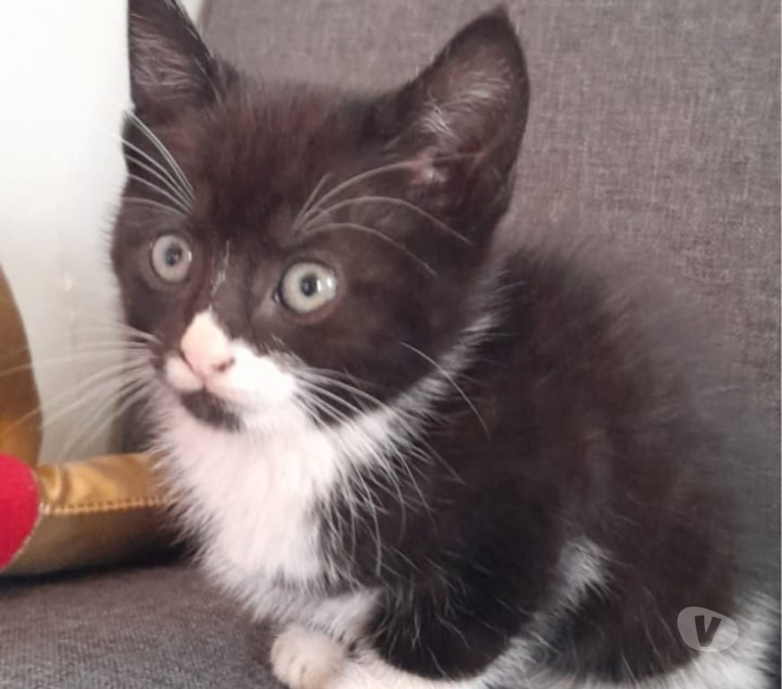 Adopción ed Animales Elqui La Serena - Fotos de Gatitos listo para su nuevo hogar