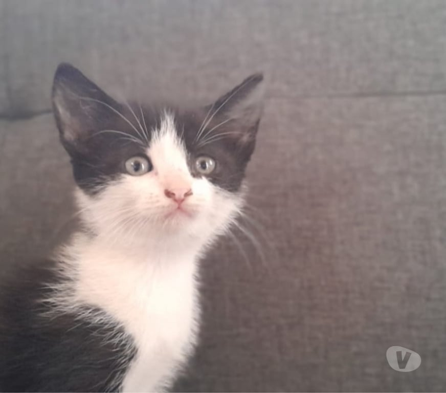 Adopción ed Animales Elqui La Serena - Fotos de Gatitos listo para su nuevo hogar