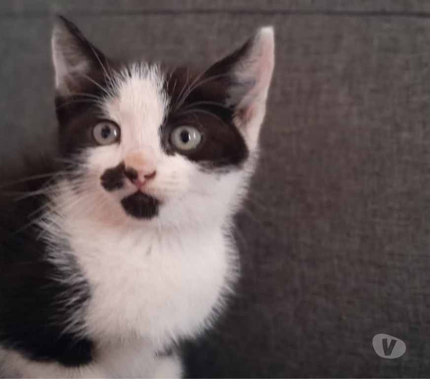 Adopción ed Animales Elqui La Serena - Fotos de Gatitos listo para su nuevo hogar