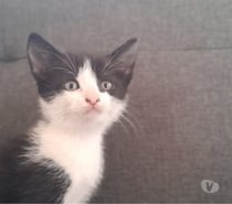 Gatitos listo para su nuevo hogar