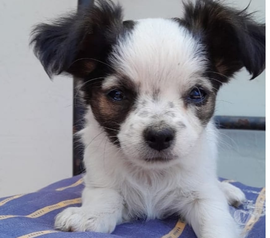 Gatos en Venta Elqui La Serena - Fotos de Chihuahua pelo largo