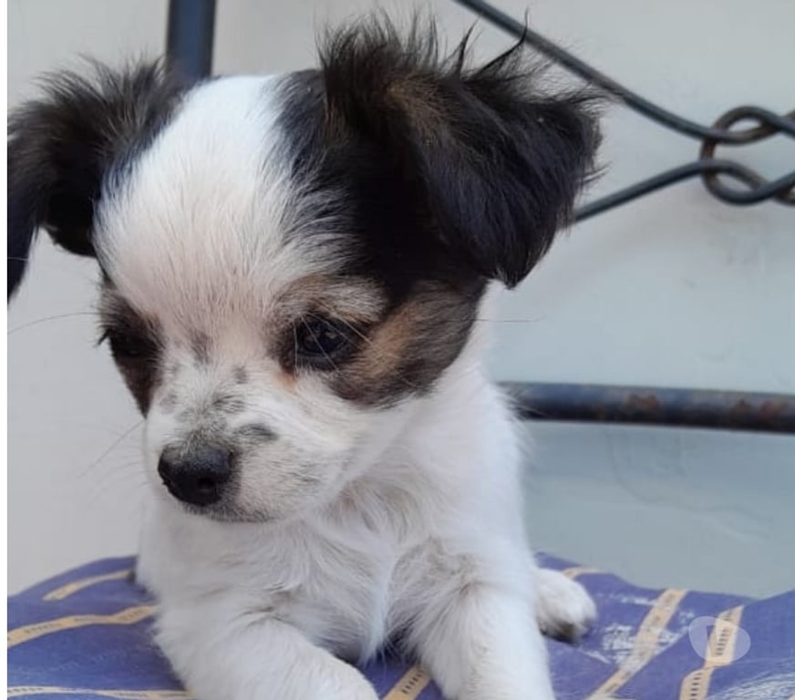 Gatos en Venta Elqui La Serena - Fotos de Chihuahua pelo largo