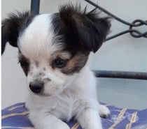 Chihuahua pelo largo