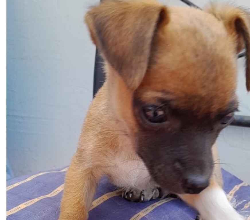 Gatos en Venta Elqui La Serena - Fotos de Listo para entrega Chihuahua