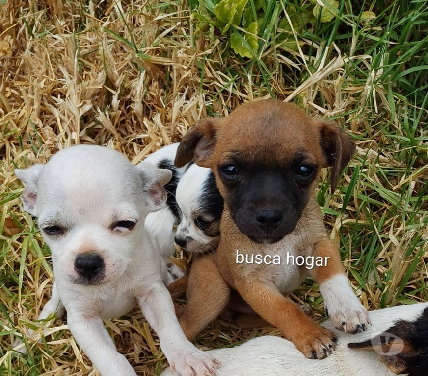 Gatos en Venta Elqui La Serena - Fotos de Listo para entrega Chihuahua