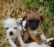 Listo para entrega Chihuahua