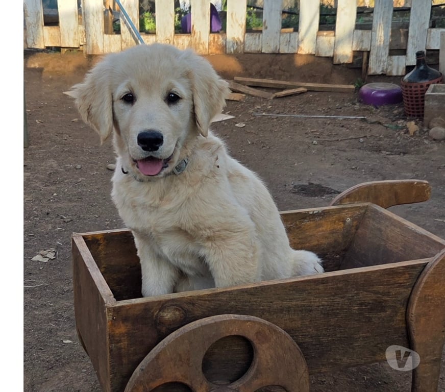 Gatos en Venta Concepción Florida - Fotos de Cachorro Golden Retriver