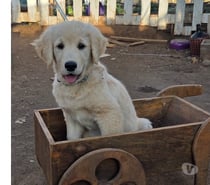 Cachorro Golden Retriver