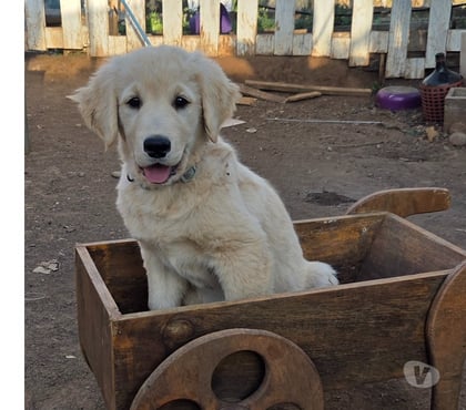 Mascotas en Venta Florida Concepción - Fotos de Cachorro Golden Retriver