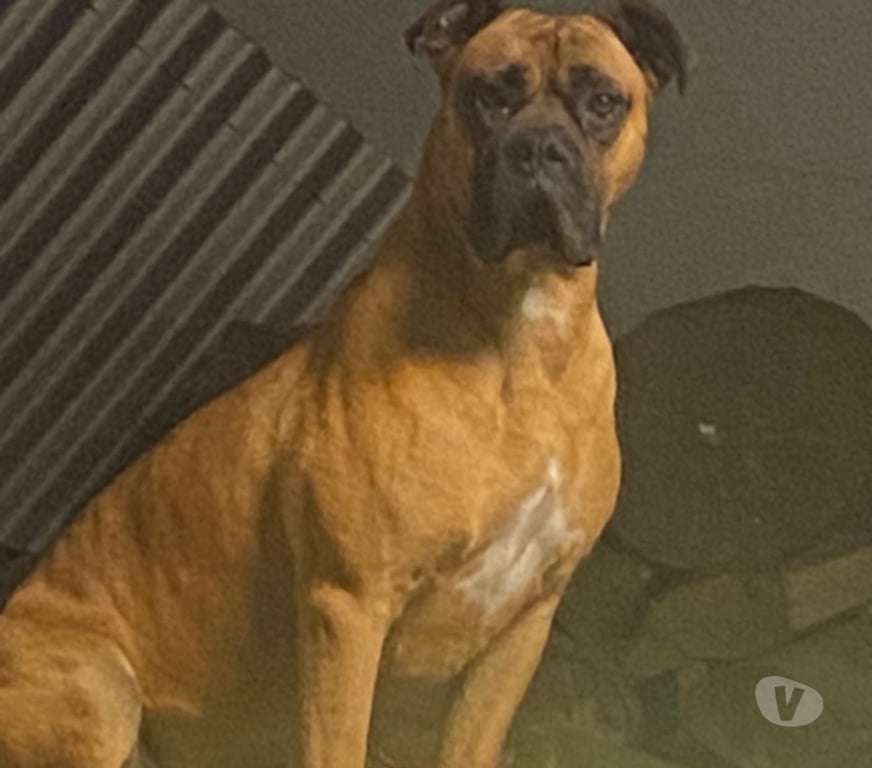 Gatos en Venta Llanquihue Puerto Montt - Fotos de Busco novia boxer