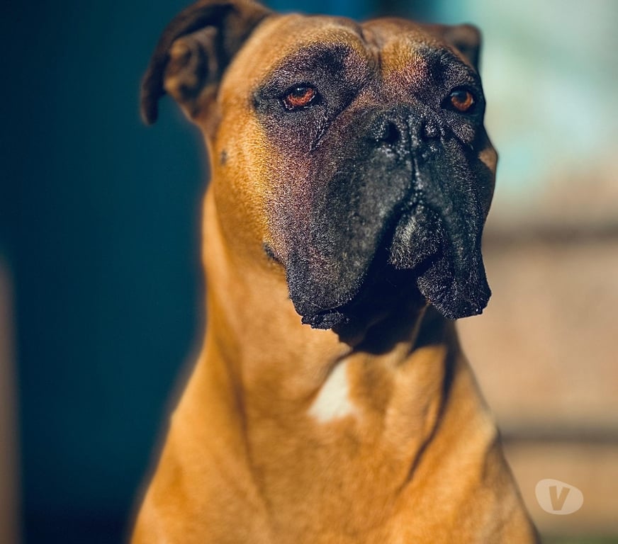 Gatos en Venta Llanquihue Puerto Montt - Fotos de Busco novia boxer