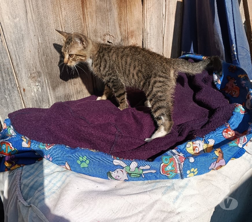 Adopción ed Animales Santiago Quinta Normal - Fotos de Busca hogar gatito