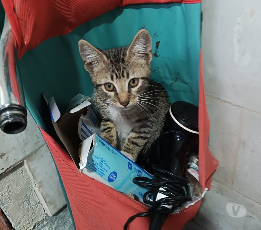 Adopción ed Animales Santiago Quinta Normal - Fotos de Busca hogar gatito