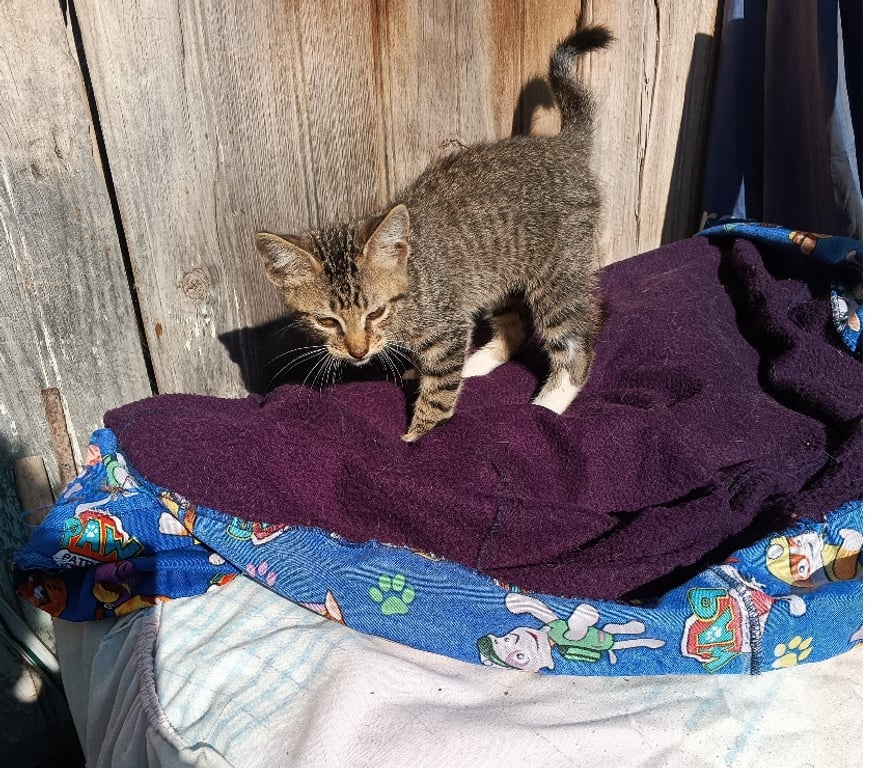 Adopción ed Animales Santiago Quinta Normal - Fotos de Busca hogar gatito