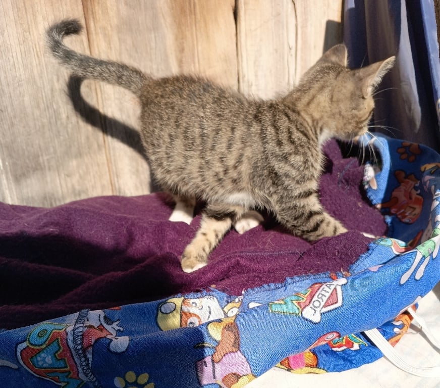 Adopción ed Animales Santiago Quinta Normal - Fotos de Busca hogar gatito