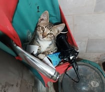 Busca hogar gatito