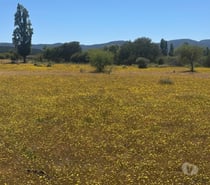 Parcelas 5.000 m² desde $9.9M en Maule ¡Oportunidad!