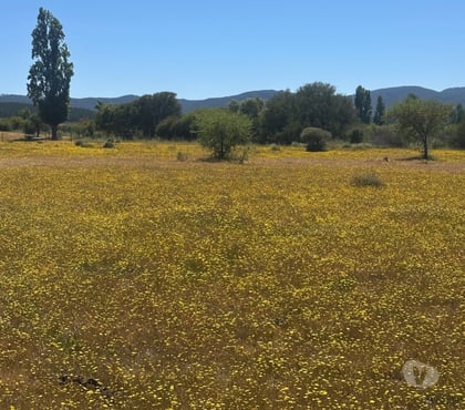 Casas en venta Talca Talca - Fotos de Parcelas 5.000 m² desde $9.9M en Maule ¡Oportunidad!