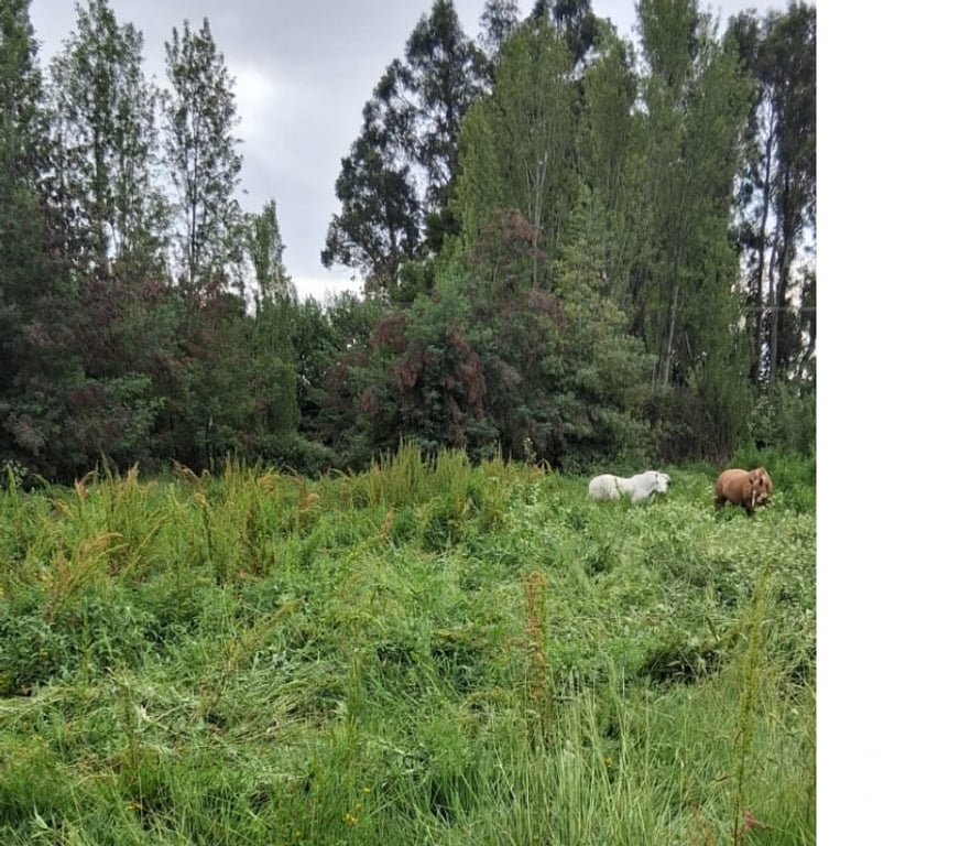 Bienes Raices Linares Yerbas Buenas - Fotos de Se vende propiedad
