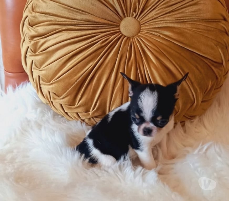 Gatos en Venta Santiago Santiago - Fotos de Cachorritos Chihuahua pelo corto (569 71241718)